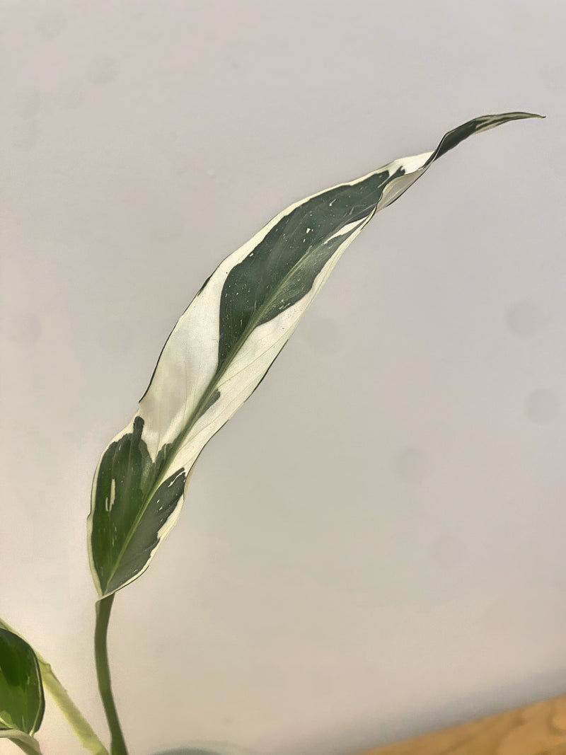 Spathiphyllum Galaxy Variegated