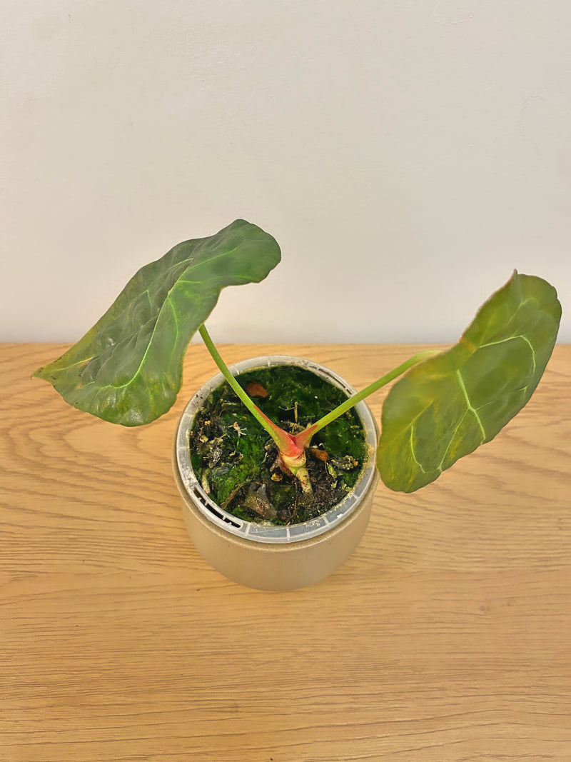 Anthurium Forgetii Variegated