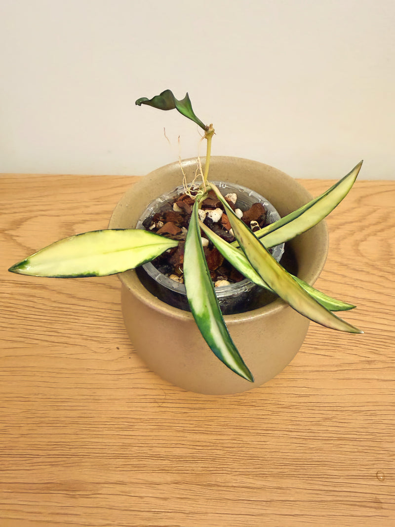 Hoya Wayetii Variegated (A)