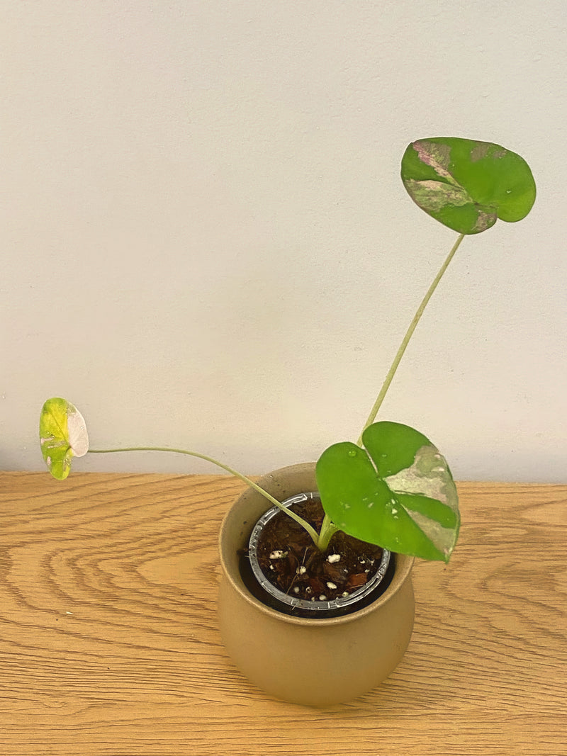 Colocasia Siam Ruby