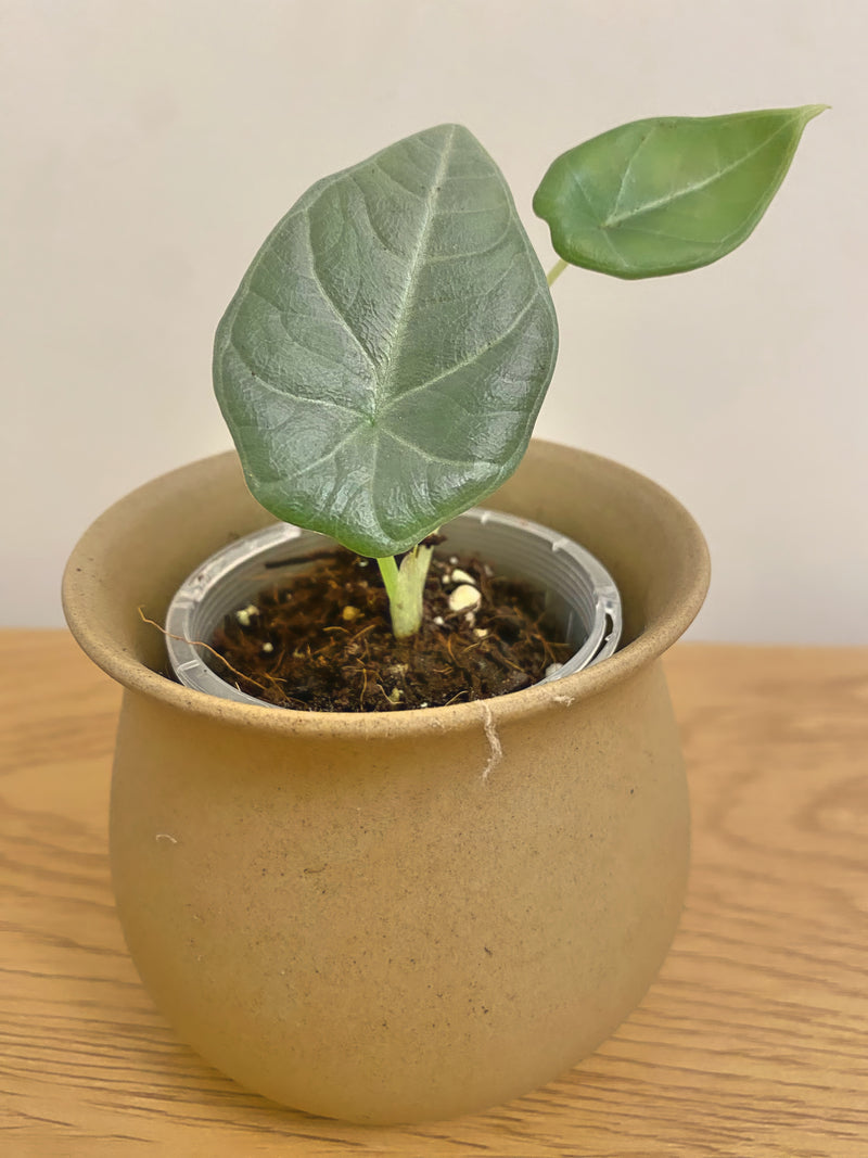 Alocasia Dragon Moon (Silver Dragon x Melo)