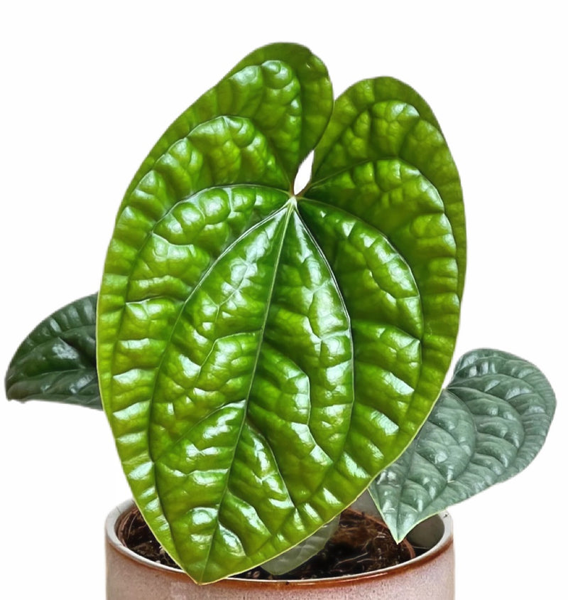 Anthurium Luxurians