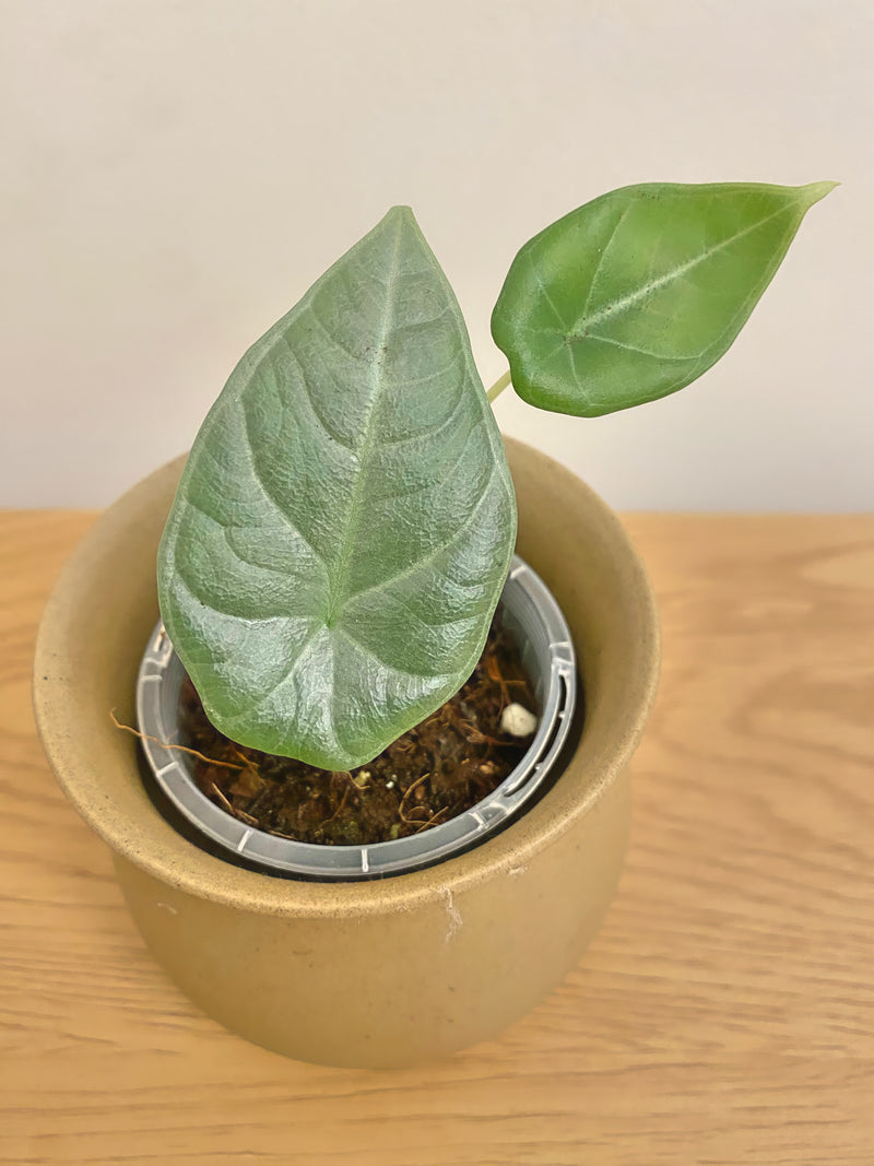 Alocasia Dragon Moon (Silver Dragon x Melo)