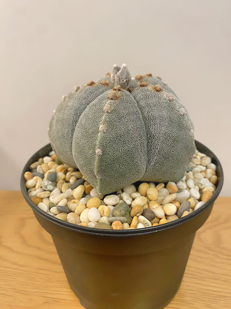 Astrophytum Myriostigma