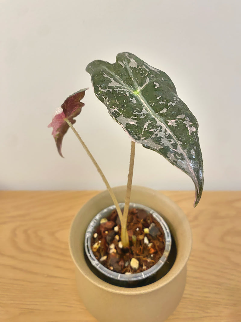 Alocasia Nobilis Pink Variegated