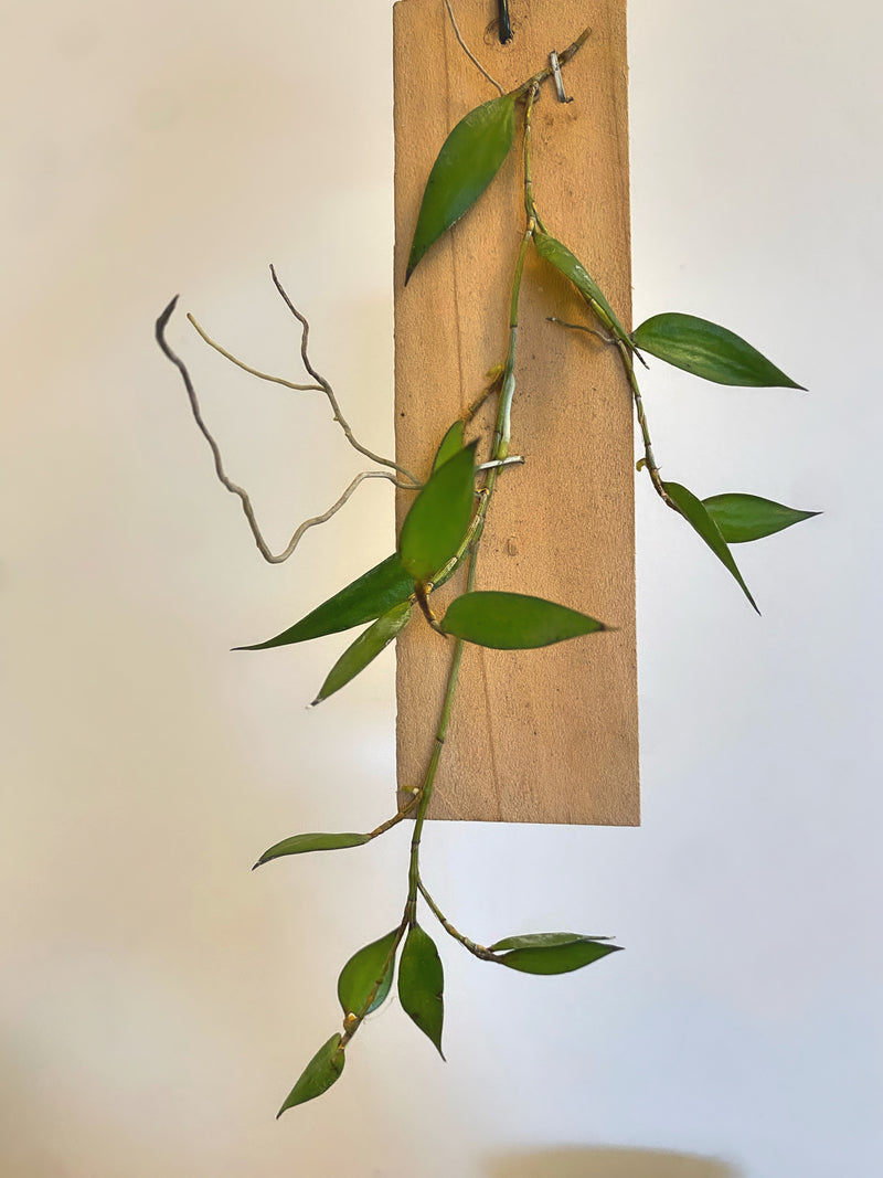 Dendrobium Pugioniforme