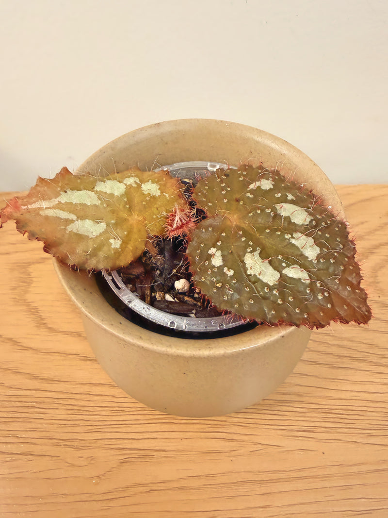 Begonia Longiciliata ‘Silver Queen’