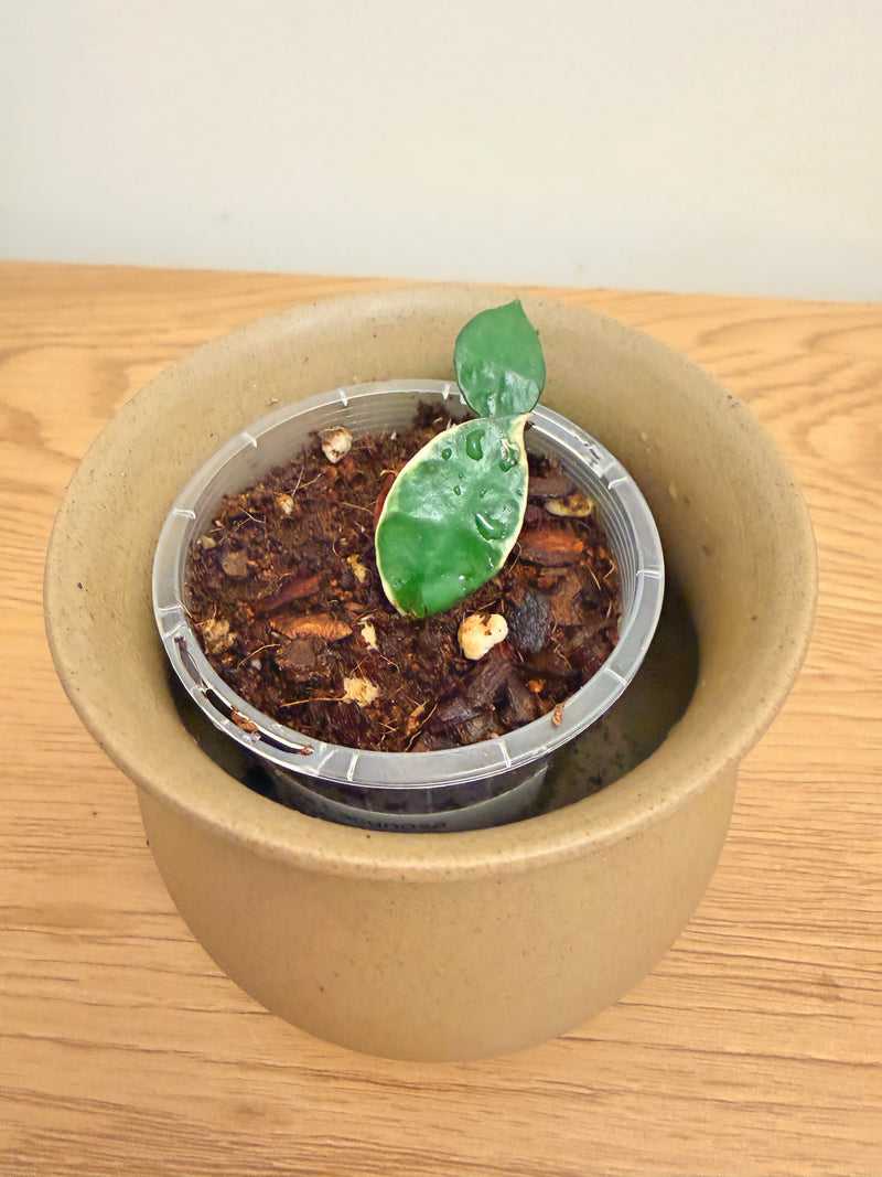 Hoya Lacunosa Asami