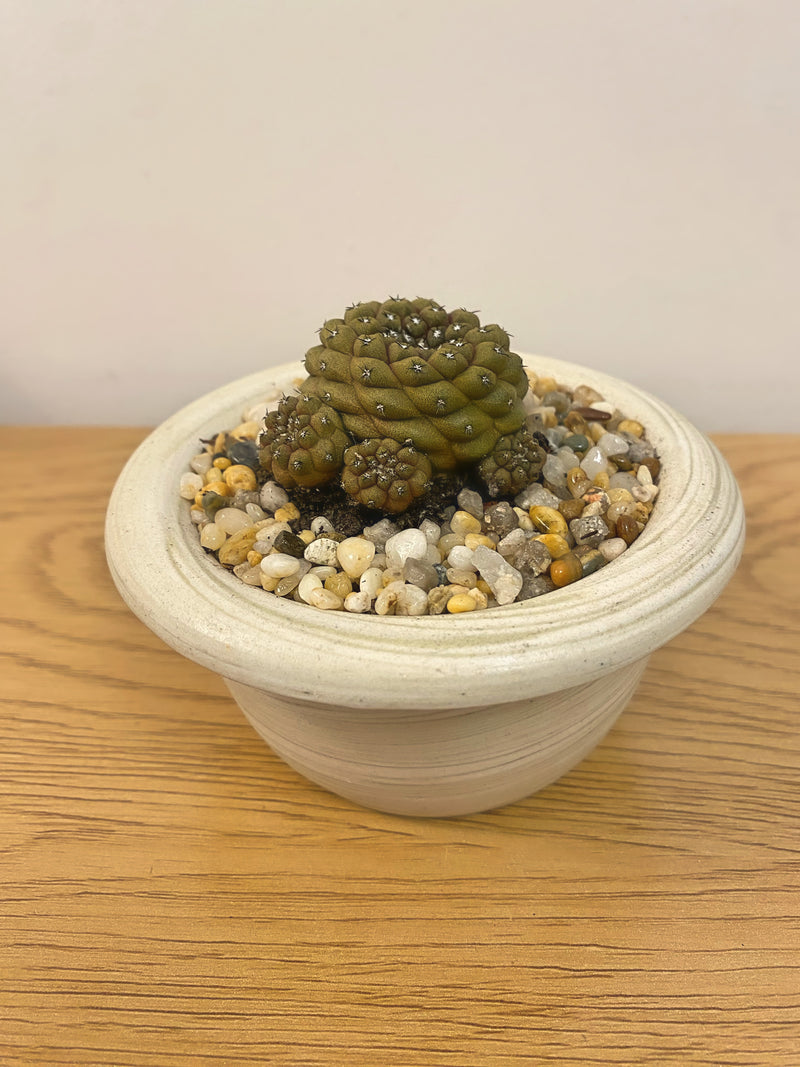 Copiapoa Hypogaea
