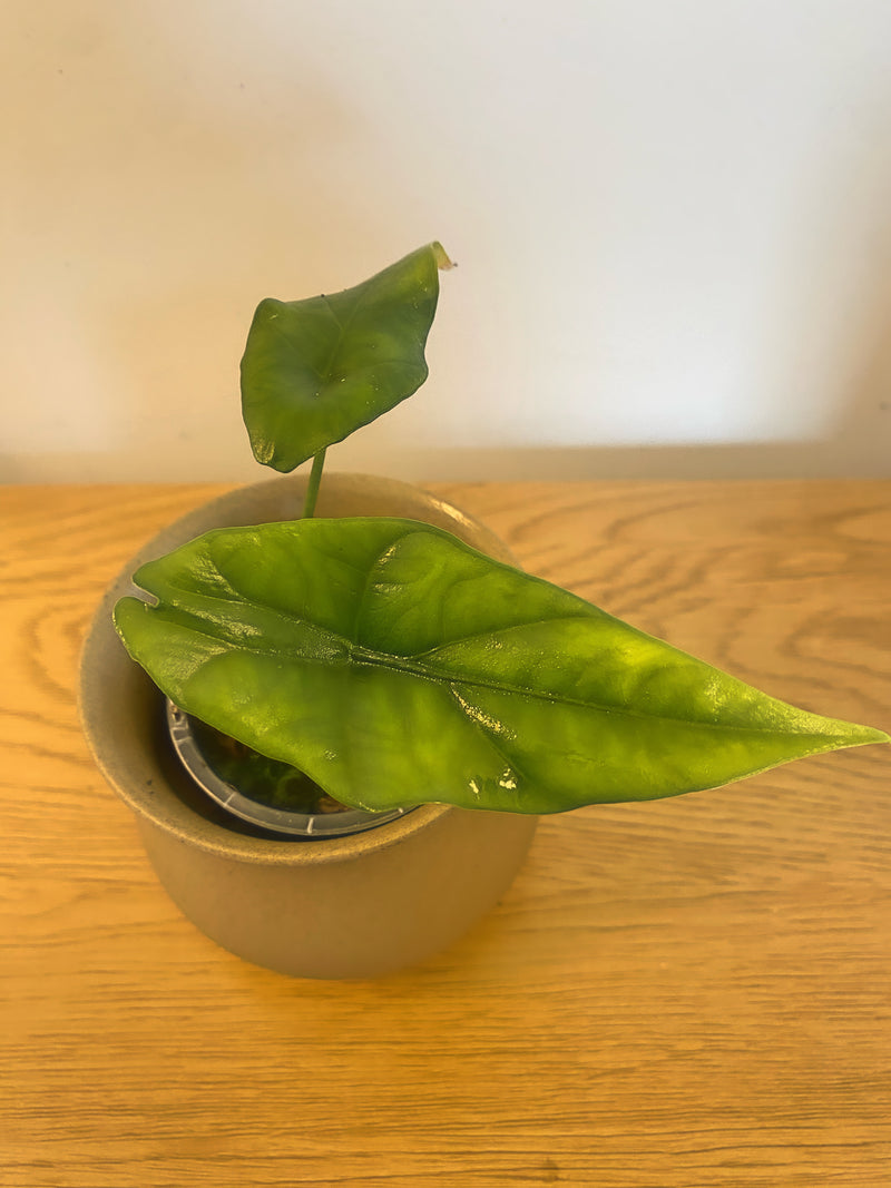 Alocasia Simpo