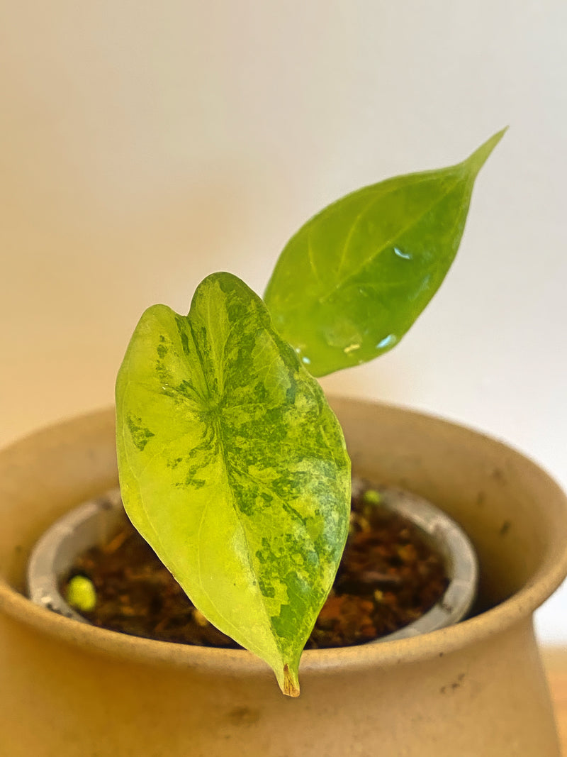 Alocasia Dragon Scale Aurea