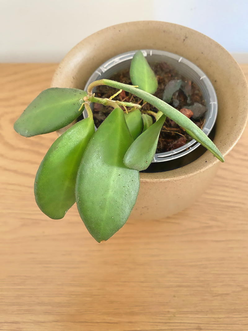 Hoya Burtoniae