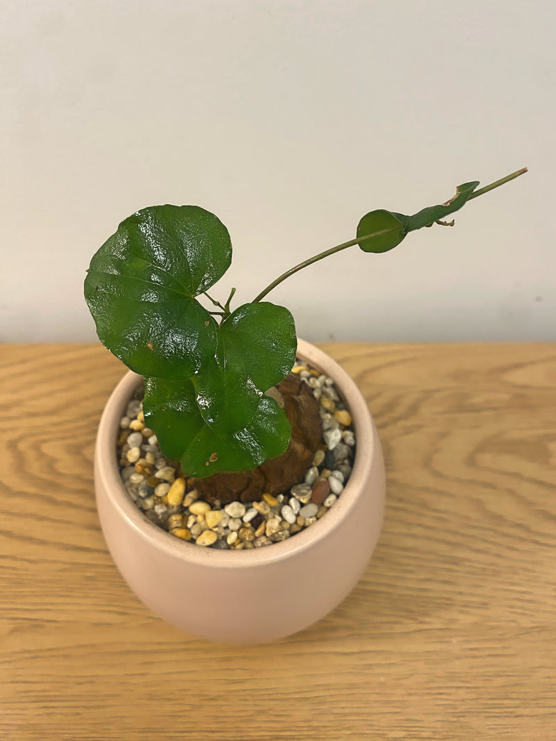 Dioscorea Elephantipes