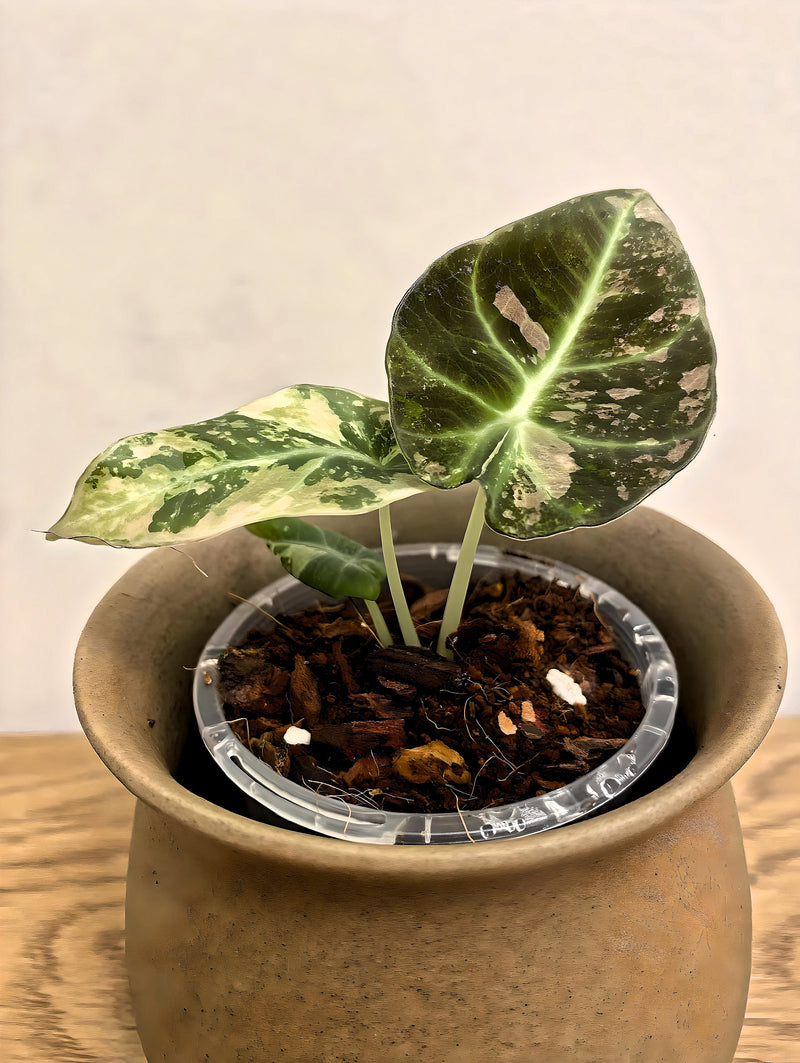 Alocasia Black Velvet Variegated