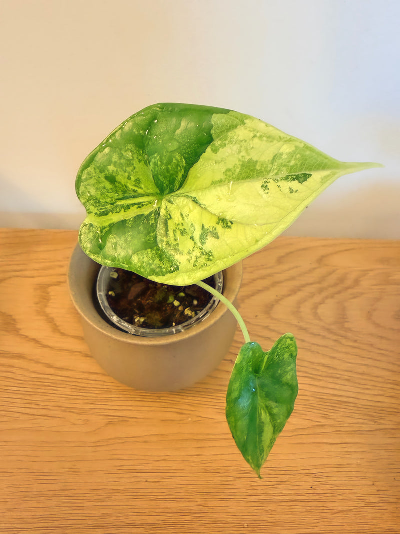 Alocasia Dragon Scale Aurea