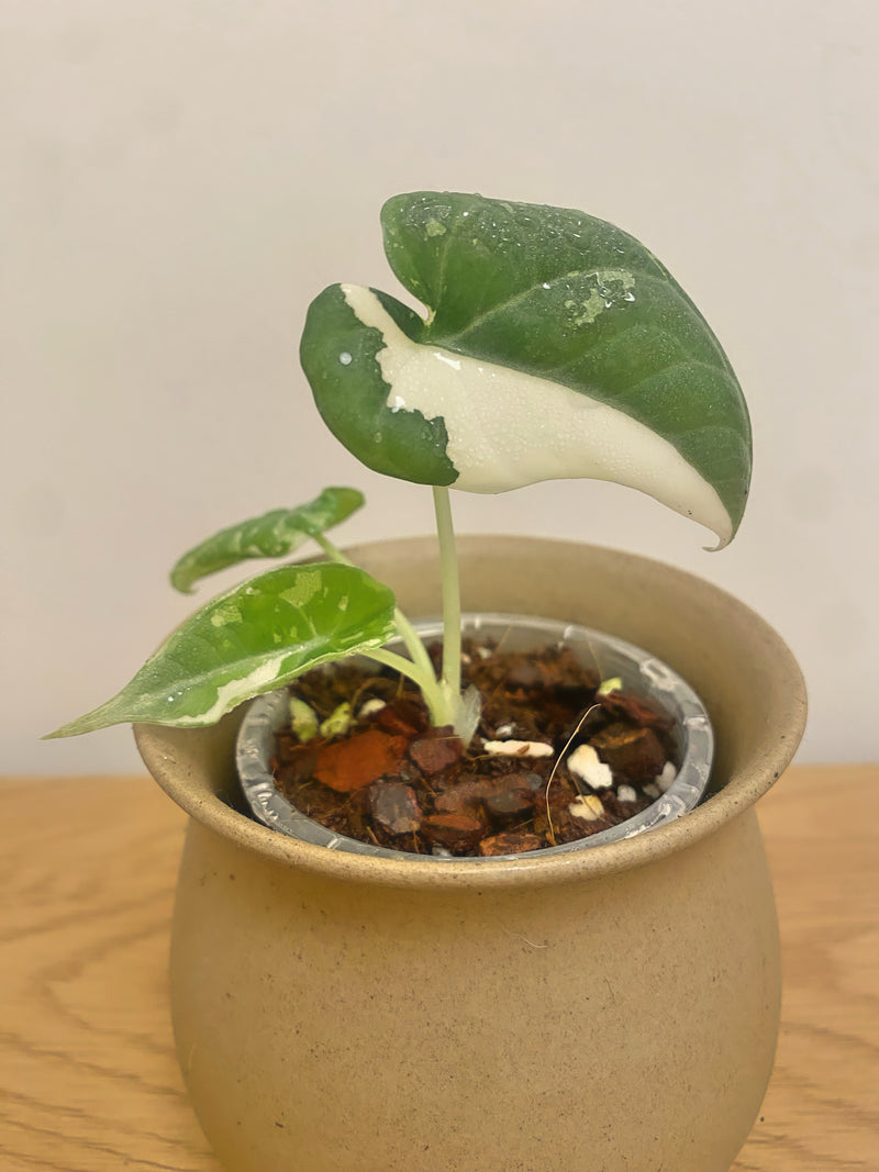 Alocasia Maharani Variegated