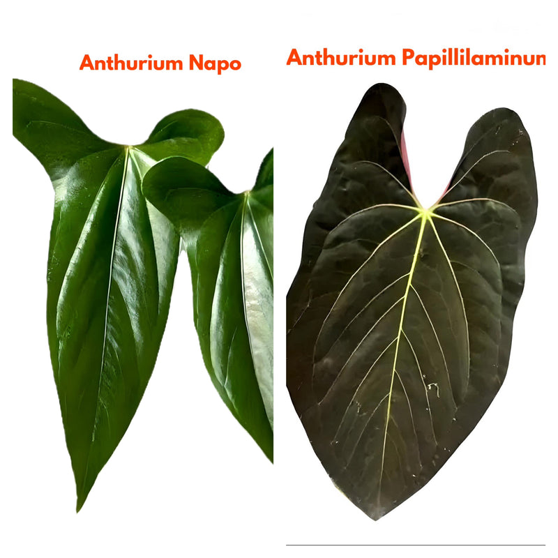 Anthurium Napo x Papillilaminum