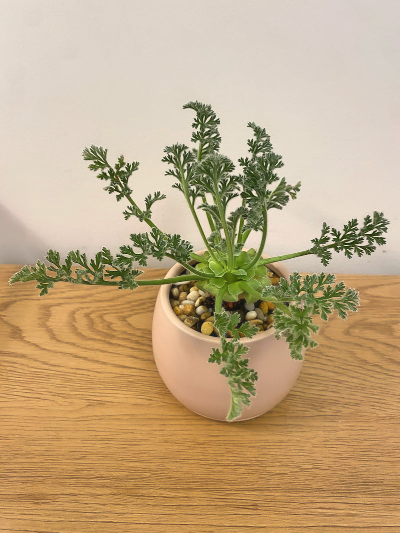 Pelargonium Appendiculatum