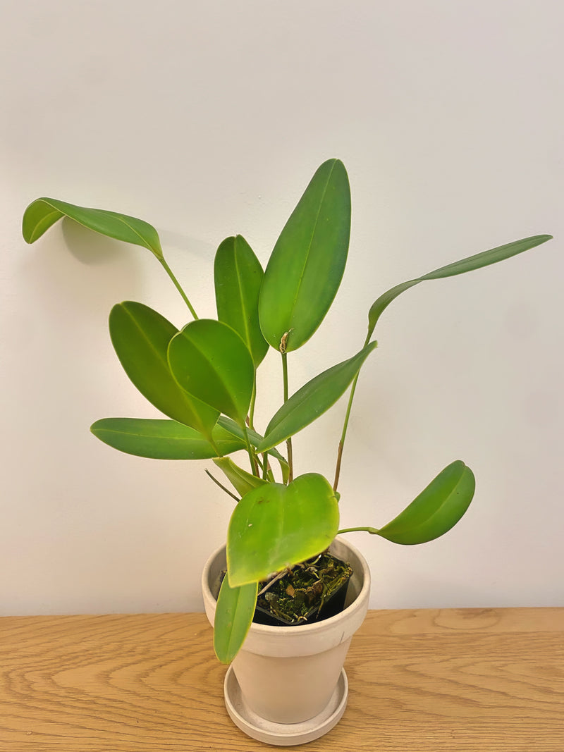 Pleurothallis Restrepioides