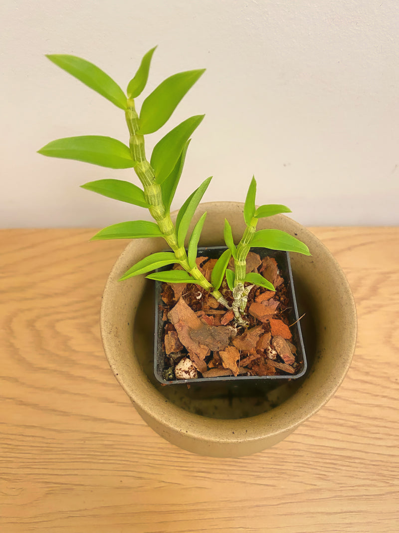 Dendrobium Loddigesii
