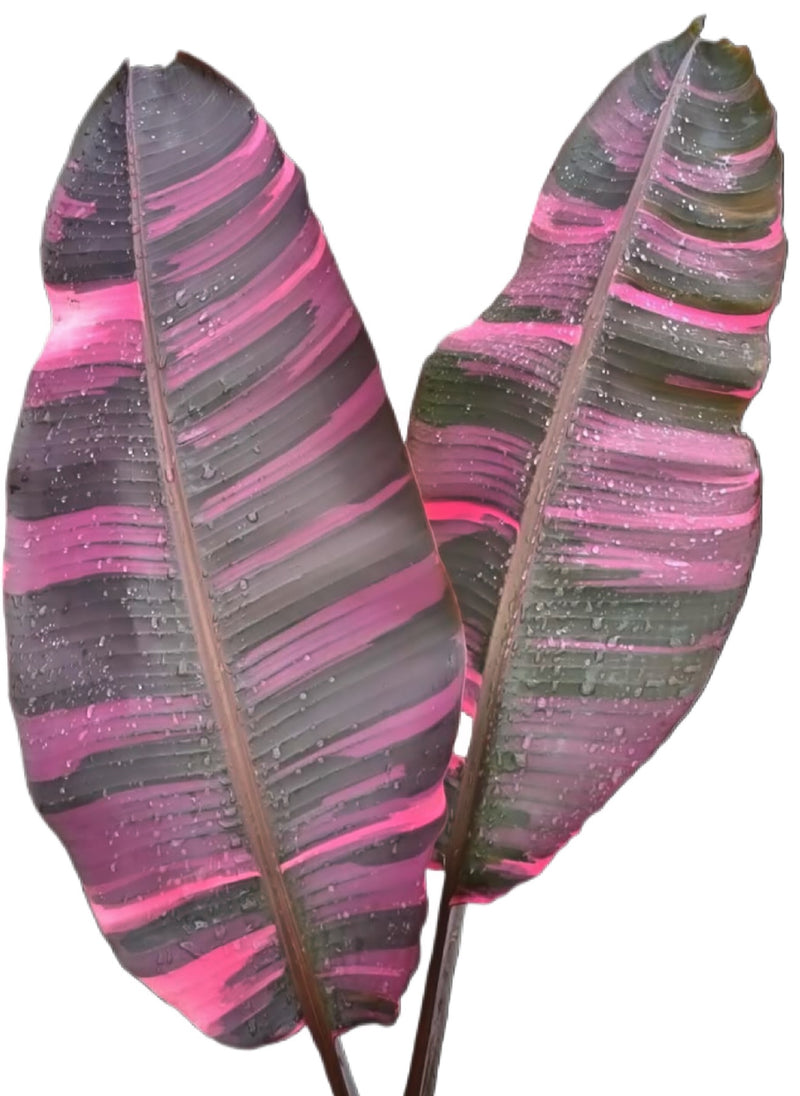 Musa Nono Pink