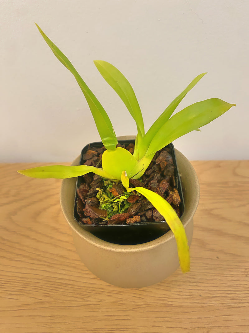 Oncidium Sharry Baby ‘HOF’