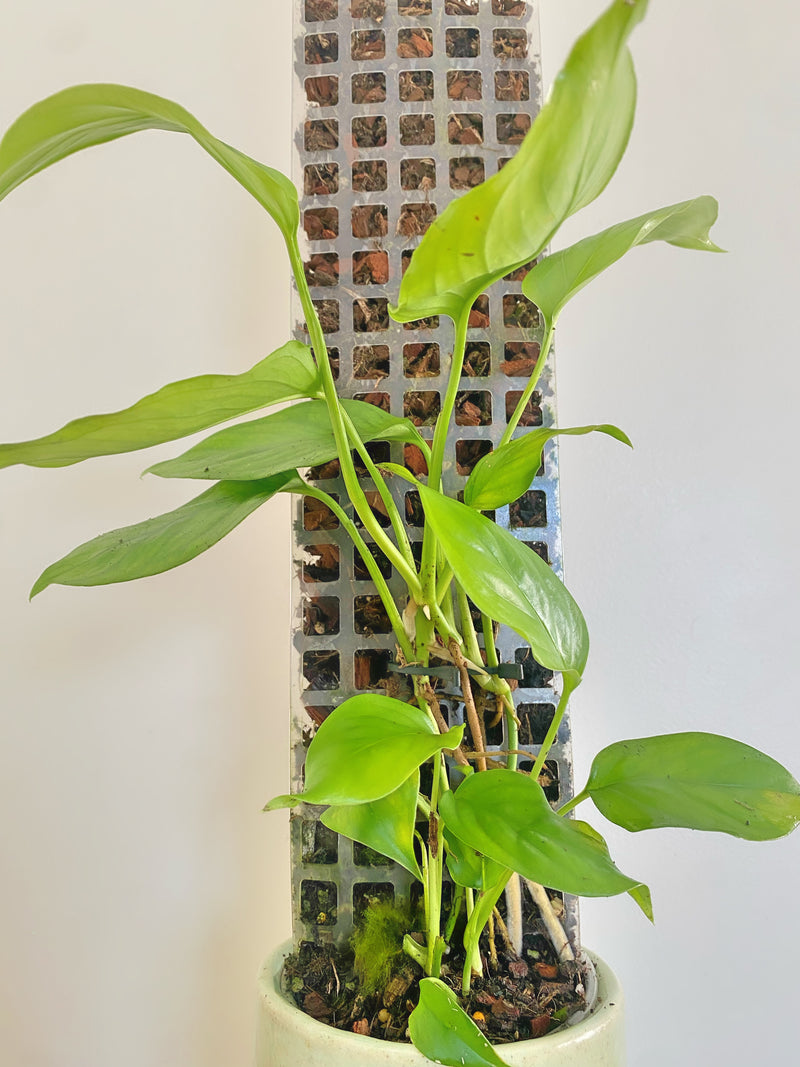 Monstera Acacoyaguensis on trellis