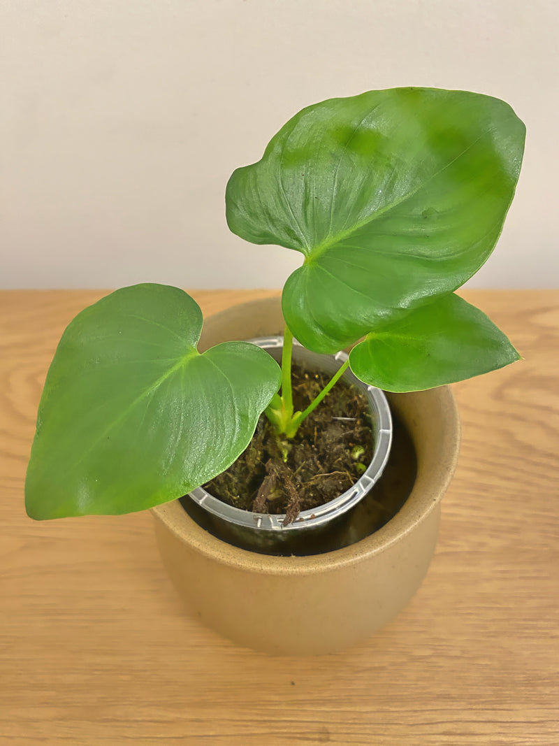 Philodendron Williamsii