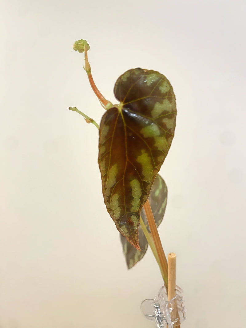 Begonia Variablis