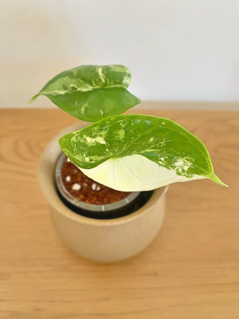 Alocasia Dragon Scale Albo