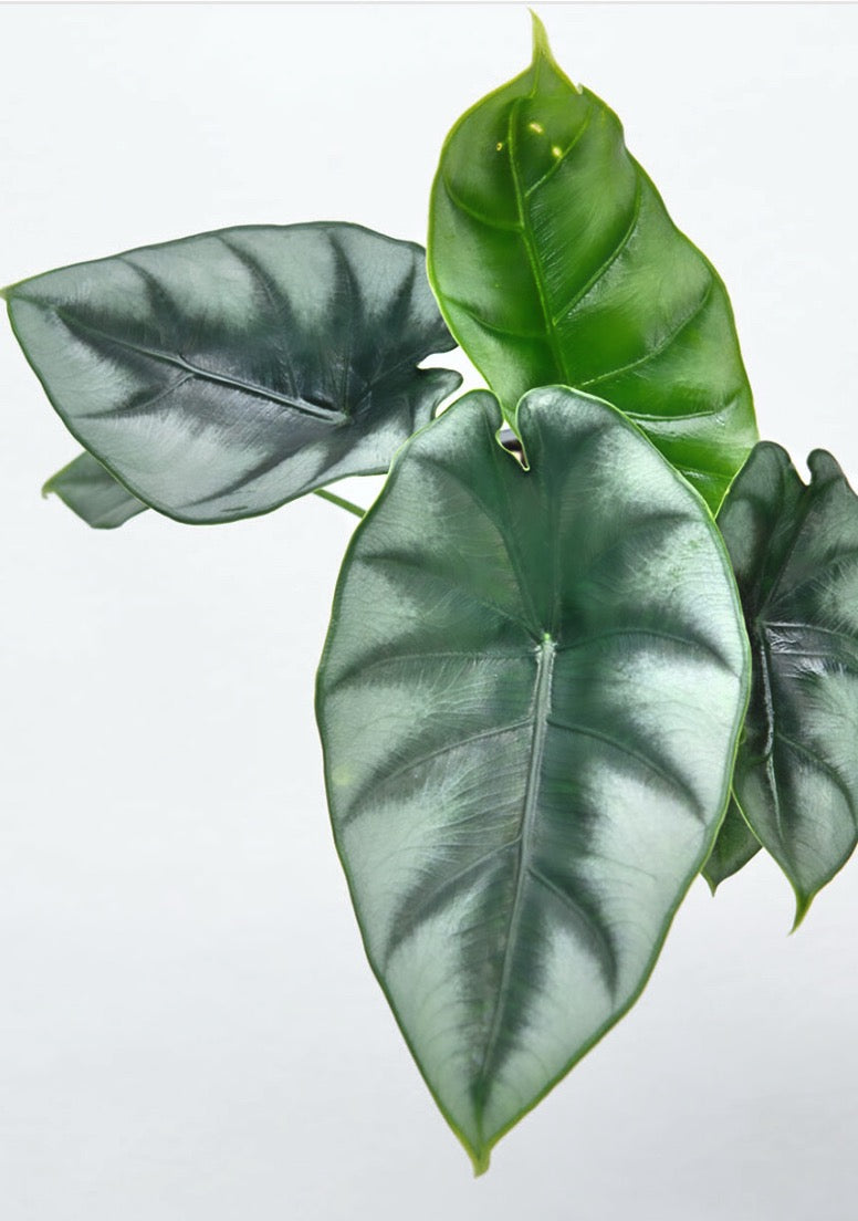 Alocasia Reversa Hannah