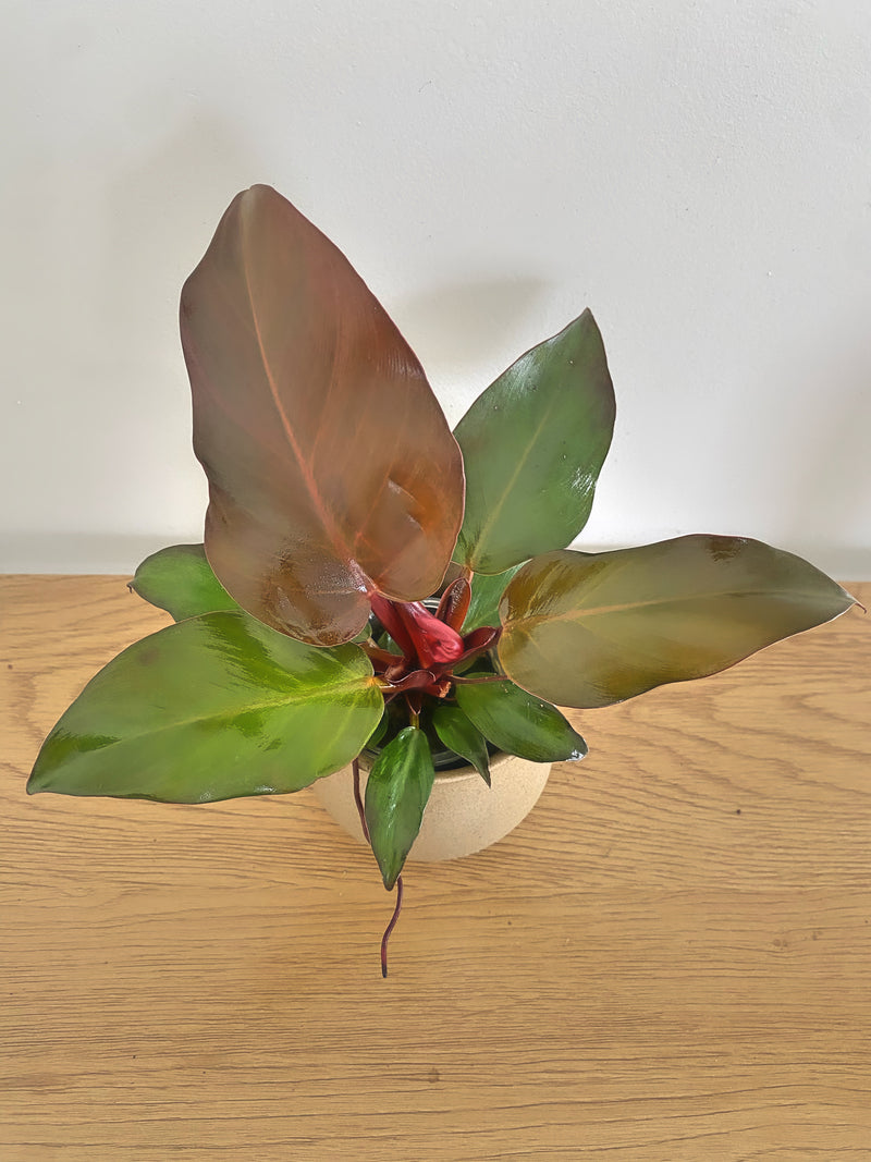 Philodendron Red Moon
