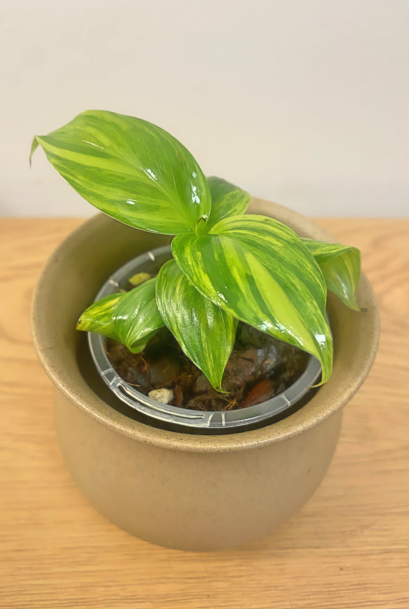 Musa Aurea