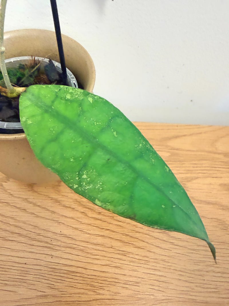 Hoya Lambii Red