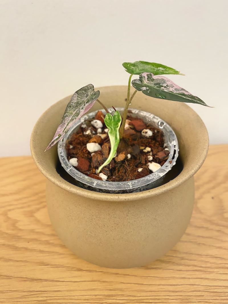 Alocasia Bambino Pink Albo