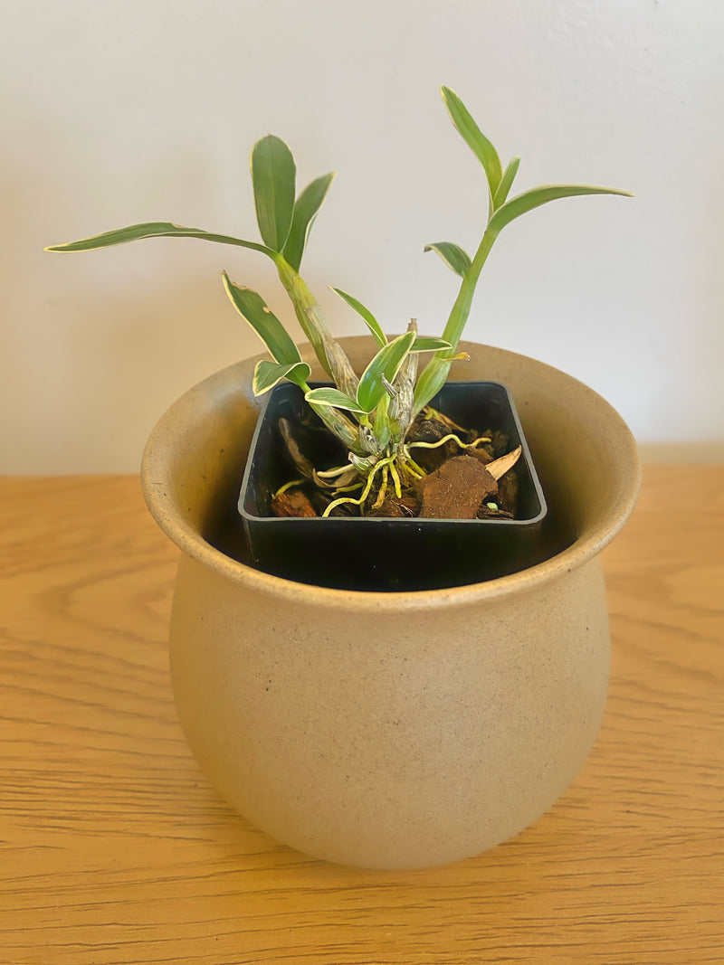 Dendrobium affin. Monliniforme Variegated