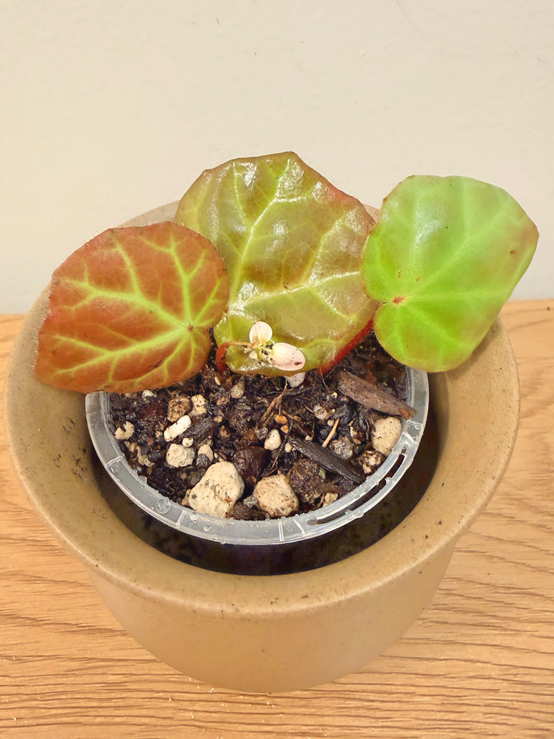 Begonia sp. Aceh