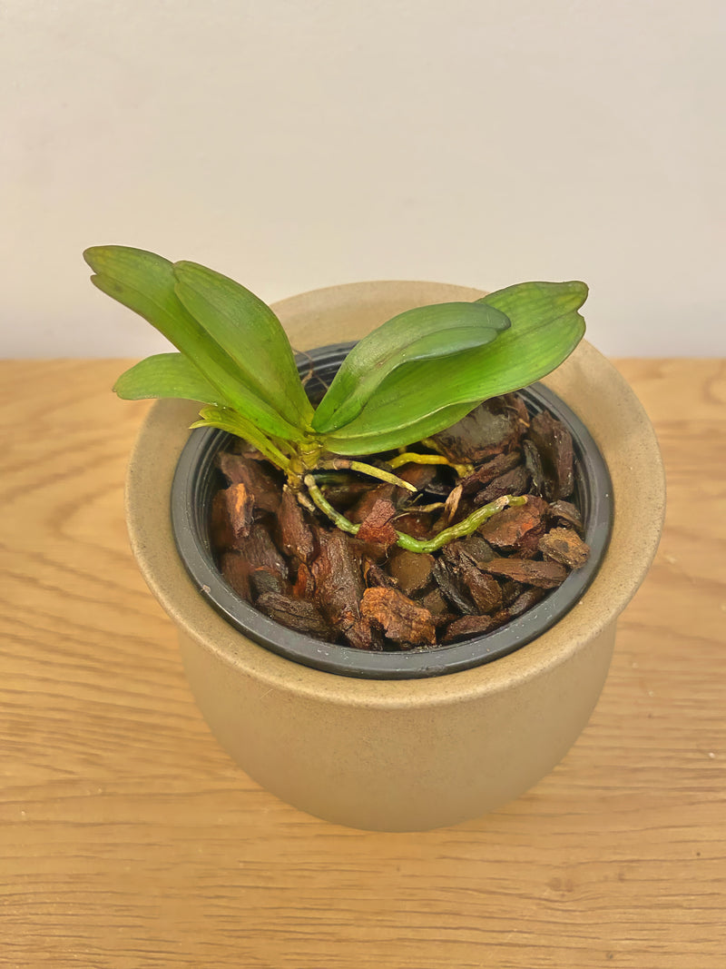 Aerangis Biloba x Sib