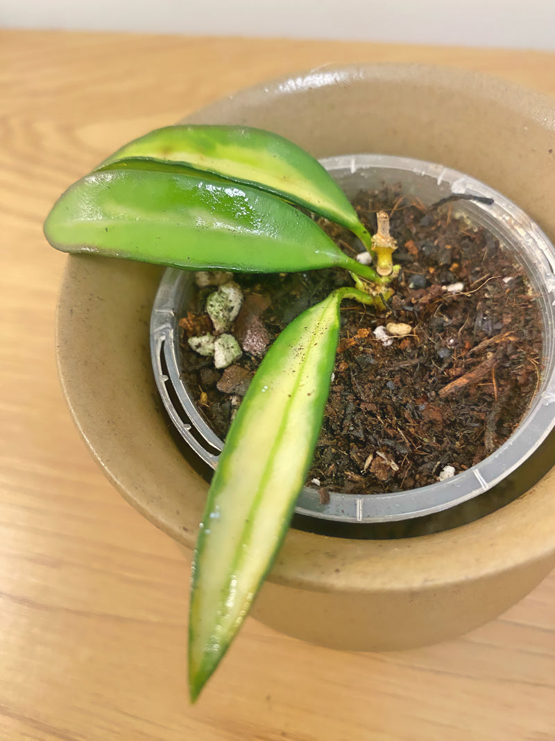 Hoya Wayetii Variegated