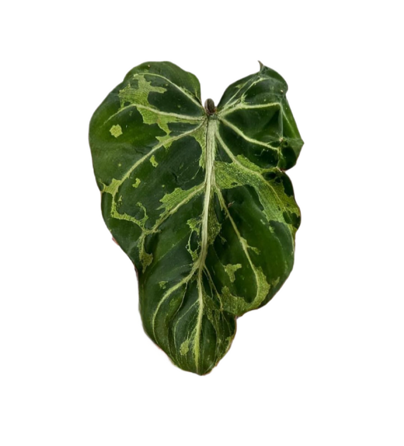Philodendron Gloriosum ‘Snow Leopard’