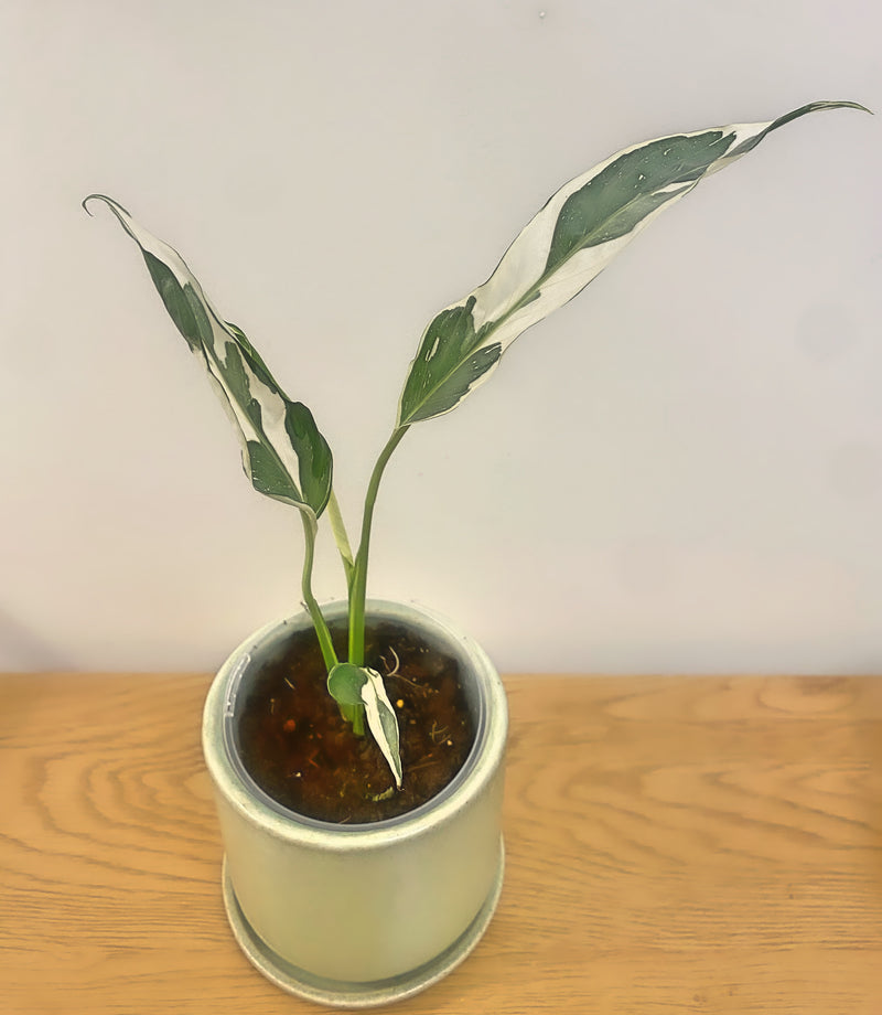 Spathiphyllum Galaxy Variegated