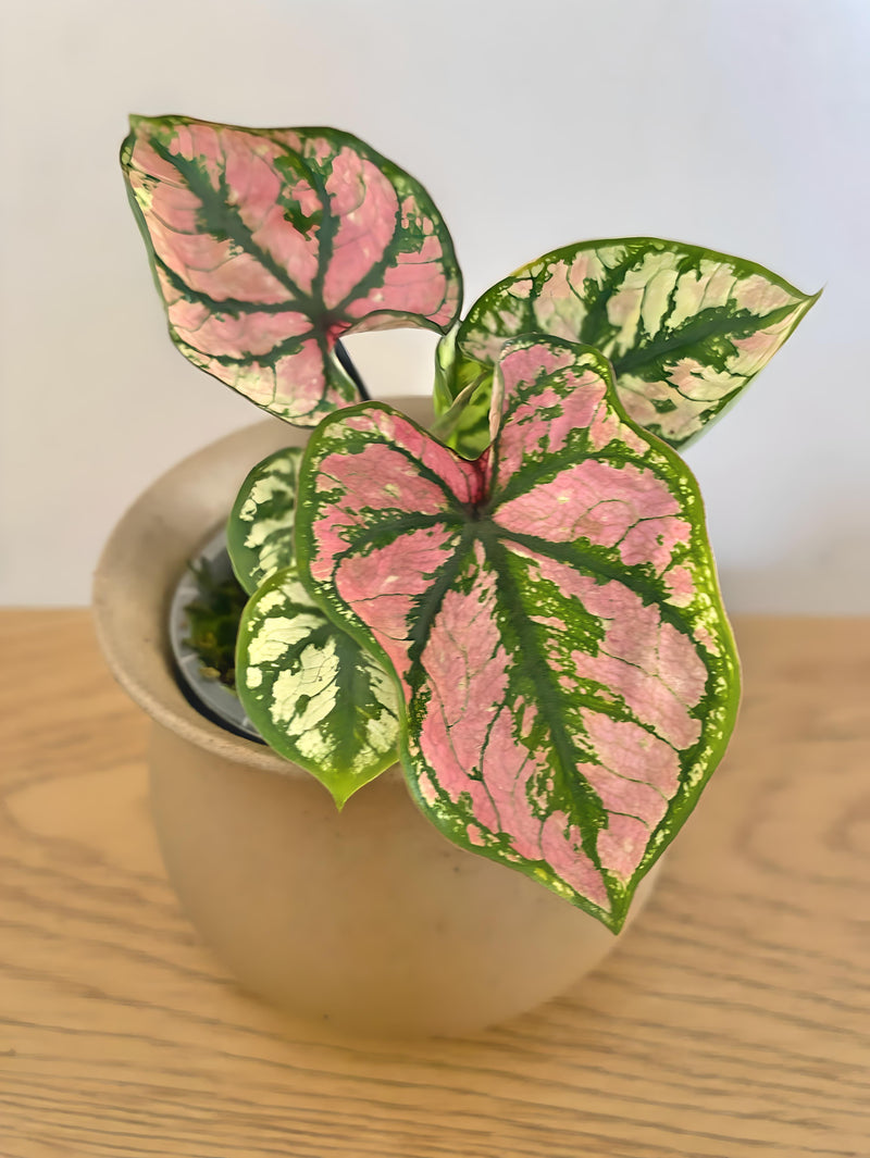 Caladium Purple Light
