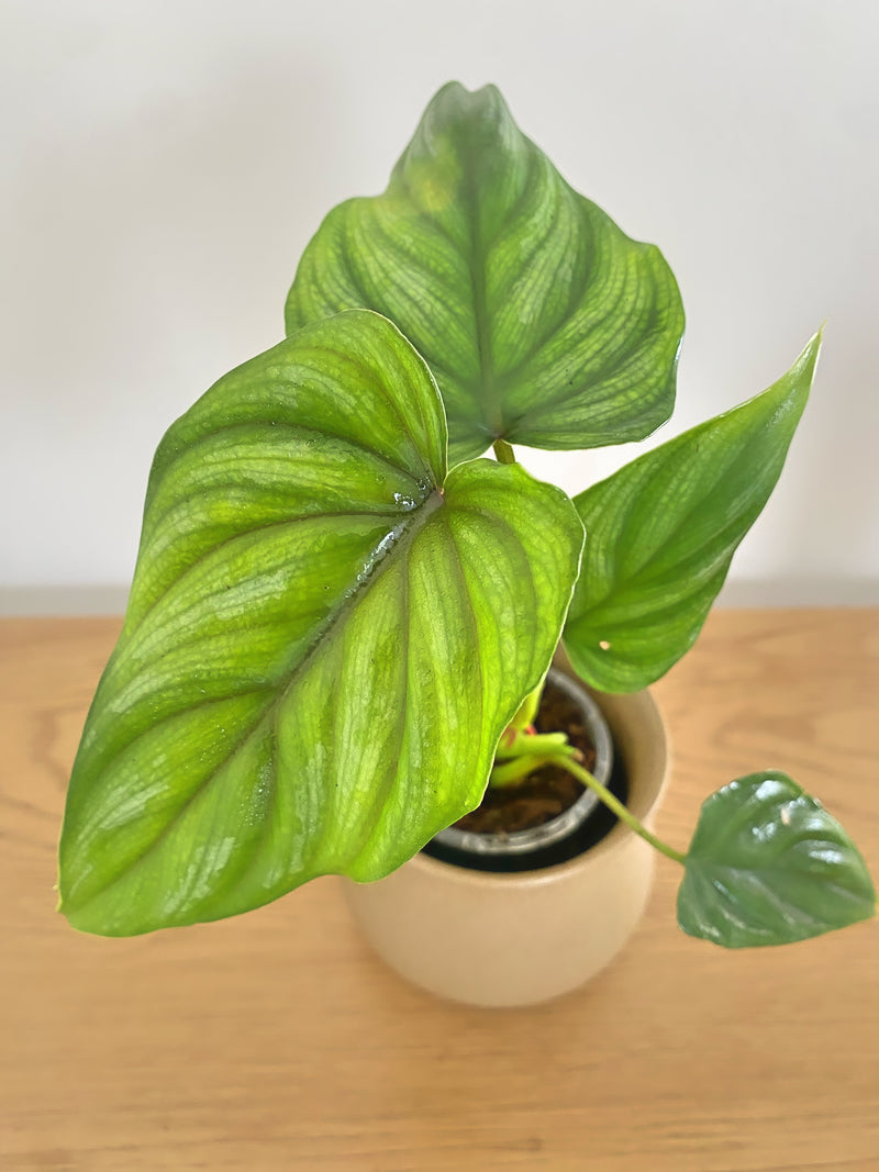Philodendron Plowmanii