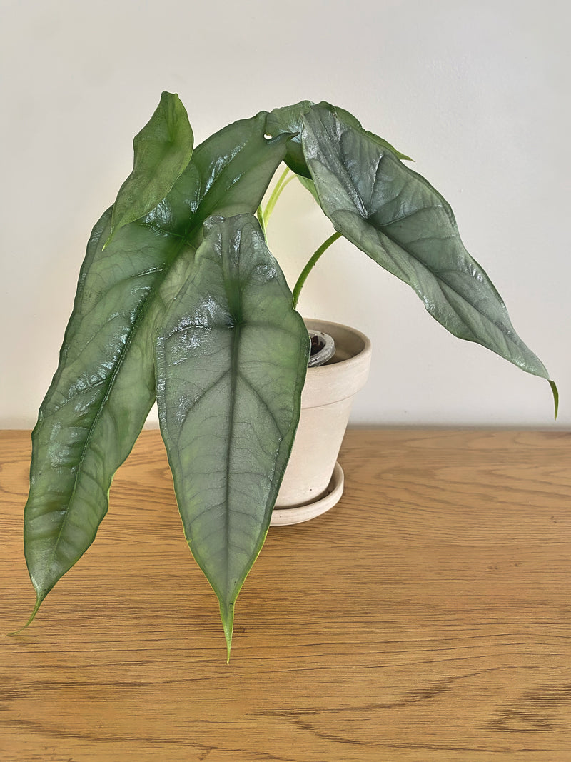 Alocasia Heterophylla Dragon Breath