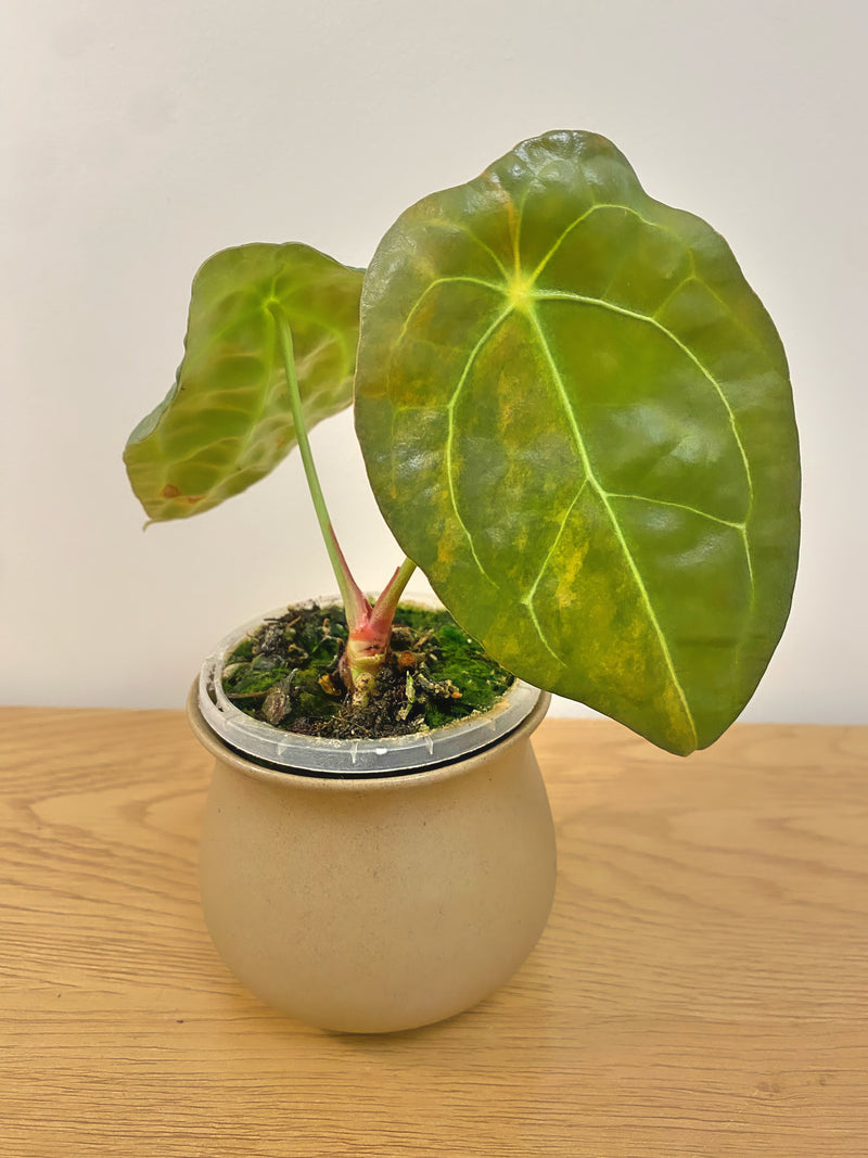 Anthurium Forgetii Variegated