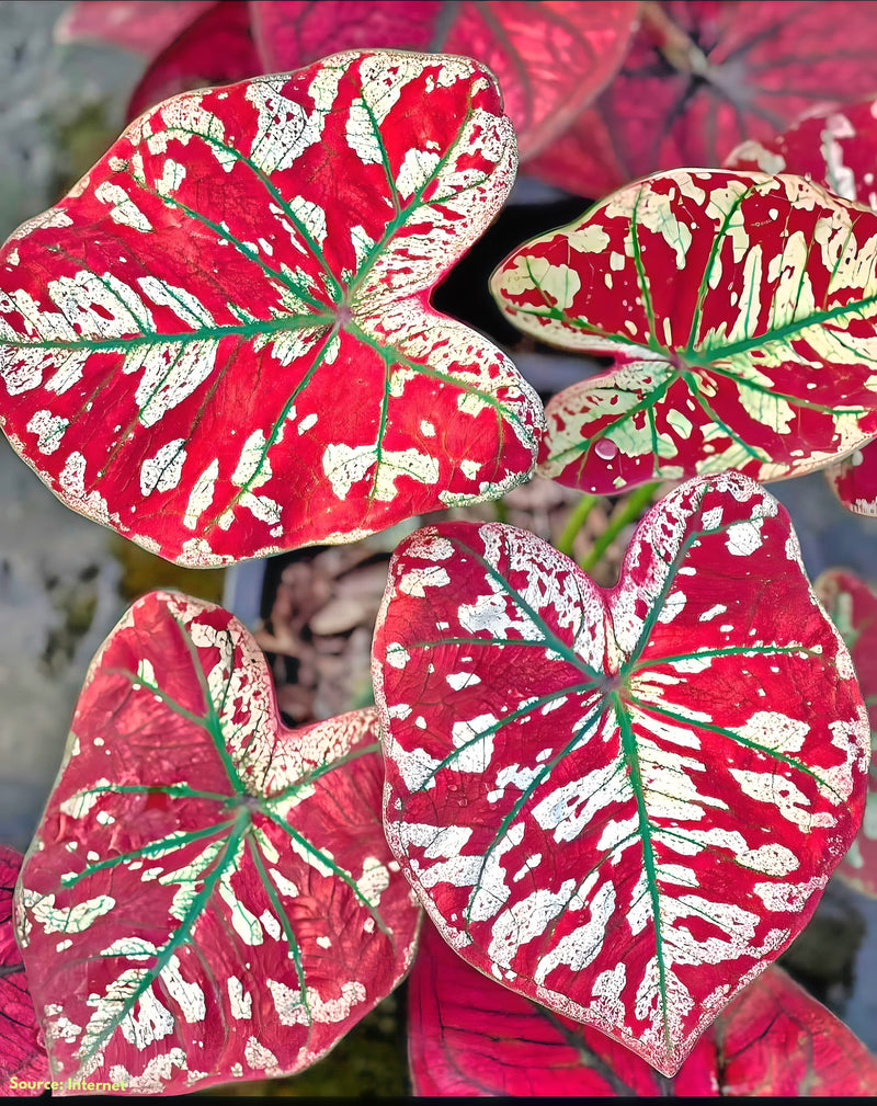 Caladium Scarlet Mary