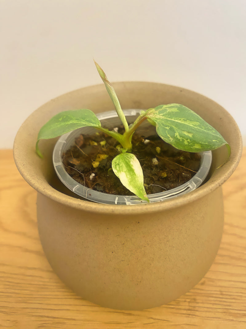 Philodendron Gloriosum ‘Snow Leopard’