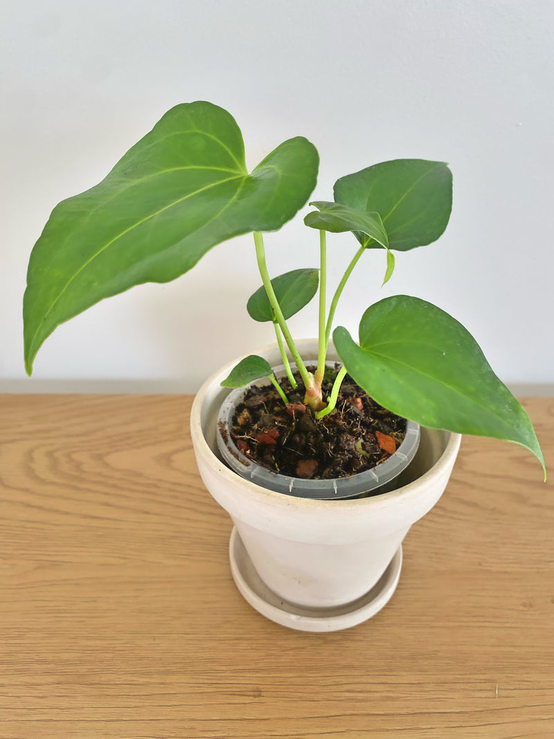 Anthurium Delta Force