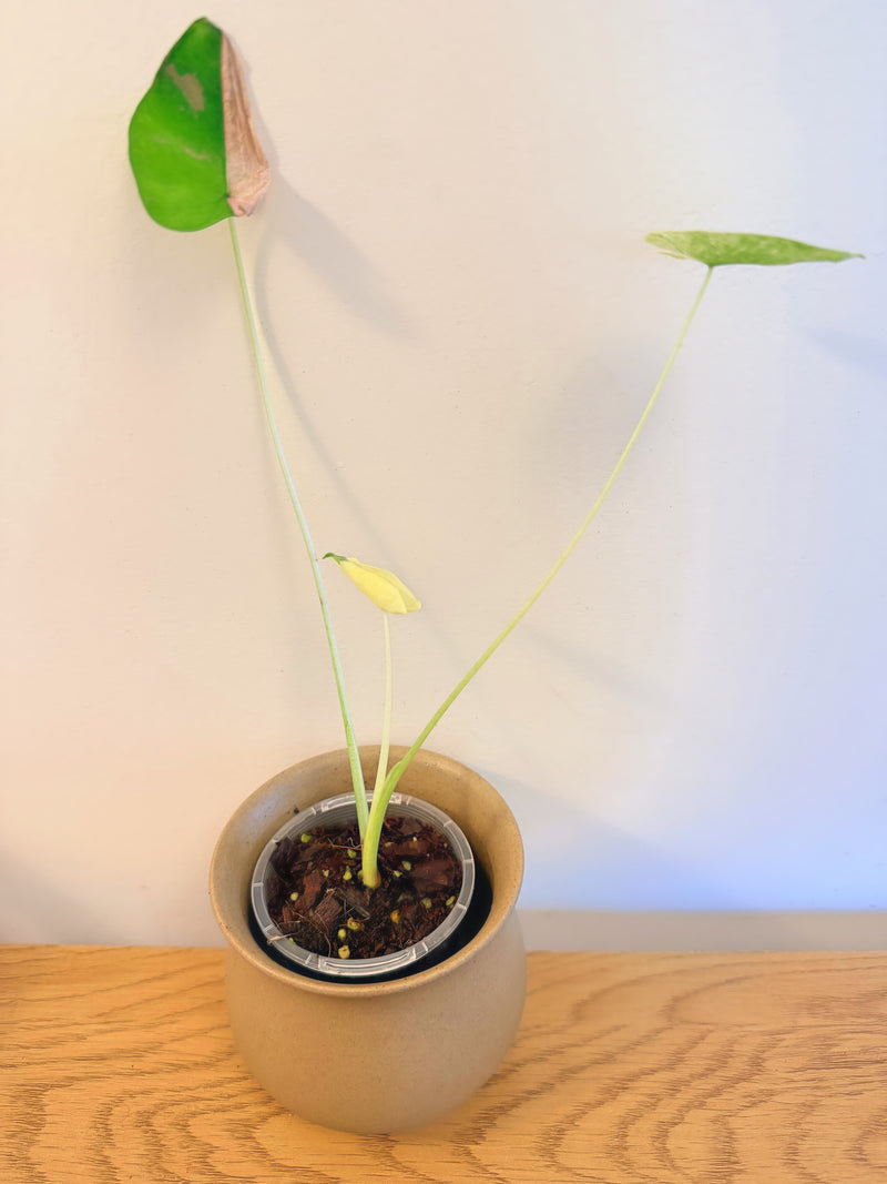 Colocasia Siam Ruby
