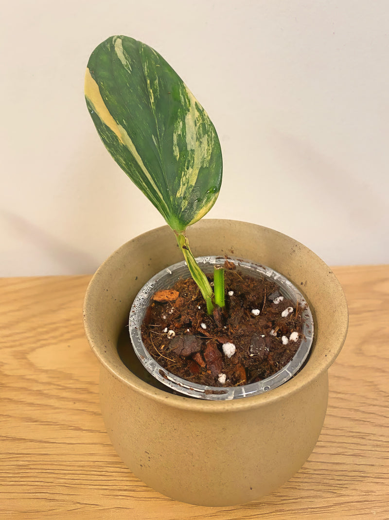 Monstera Peru Variegated (B)